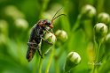 Cantharis-fusca