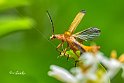 Cantharis-livida