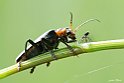 Cantharis-rustica