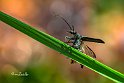 Chrysanthia-viridissima