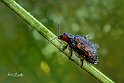 Chrysolina cerealis