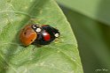 Coccinelle