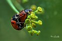 Coccinelle-Accoppiamento-finocchietto