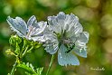 Oedemera-flavipes-su-Malva-moschata