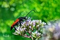 Stictoleptura cordigera