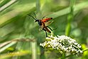 Stictoleptura-cordigera volo