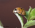 coccinella4