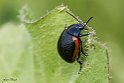 Chrysolina rossia