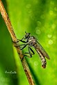 Asilidae 1