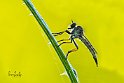 Asilidae