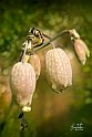 Episyrphus-balteatus-su-Silene-vulgaris