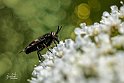 Gemeine Blindbremse (Chrysops caecutiens)