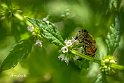 Sirfide-Eristalinus-taeniops-Mosca-tigre