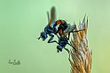 Tachinidae--sp