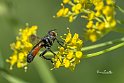 Tachinidae-Cylindromyia-