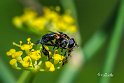 Tachinidae.-Trichopoda-pennipes