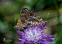 Melitaea didyma