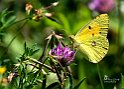 colias-crocea