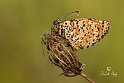 Melitaea didyma 1