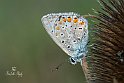 polyommatus-icarus-1-