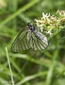 Aporia crataegi