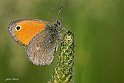 Coenonympha-pamphilus