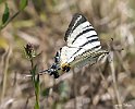 Iphiclides podalirius