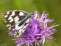 Melanargia galathea