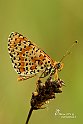 Melitaea didyma