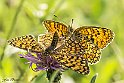 Melitaea phoebe