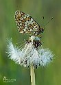 Melitaea phoebe2