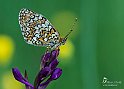 Melitaea phoebe3