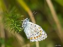 polyommatus icarus 1