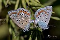 polyommatus-icarus-accoppiamento