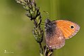 Coenonympha pamphilus 1