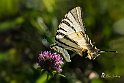 Iphiclides-podalirius