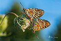 Melitaea-didyma accopiamento-