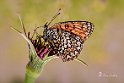 Melitaea-phoebe suTragopogon-porrfolius-L.Barba-di-becco-2