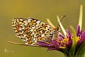 Melitaea-phoebe suTragopogon-porrfolius-L.Barba-di-becco