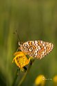 Melitaea-phoebe