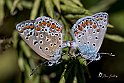 polyommatus-icarus-accoppiamento