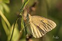 Colias-croceus-1