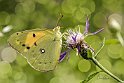 Colias-croceus-cardo