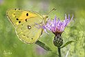 Colias-croceus