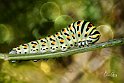 Papilio-machaon bruco