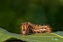 Acronicta rumicis-1