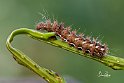 Acronicta rumicis-5