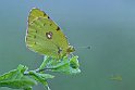 Colias-croceus2