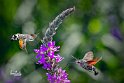 Macroglossum-stellatarum