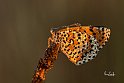 Melitaea-didyma1